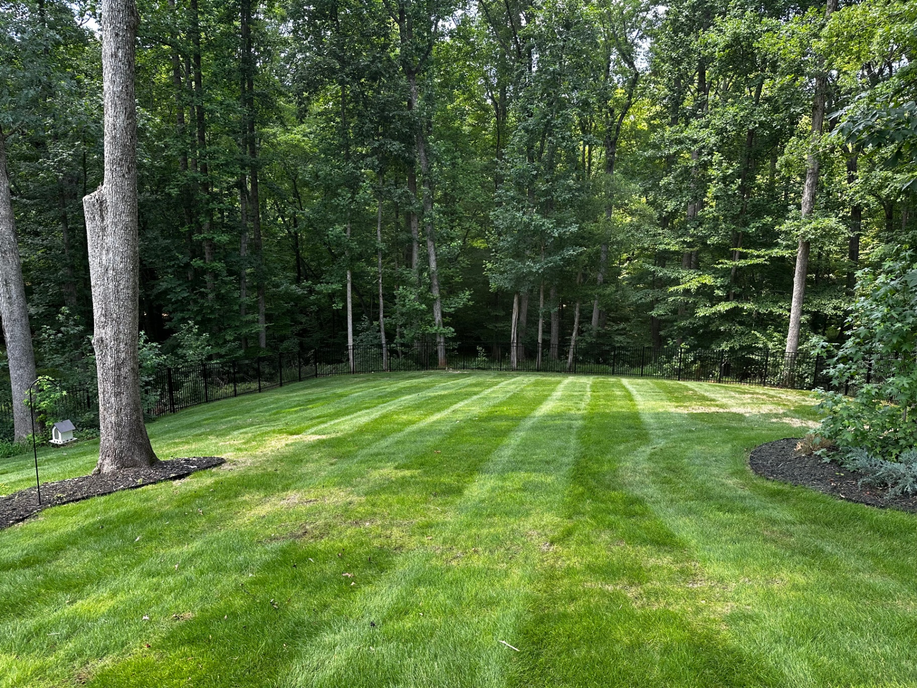 Backyard lawn with clean mow lines